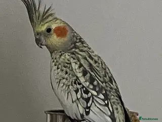 Cockatiels birds Cockatiels for sale - Advert 11