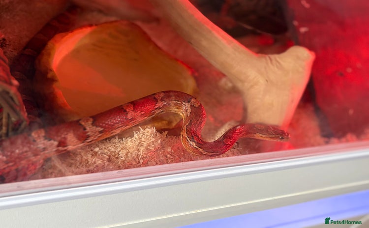 Corn Snake reptiles - Advert 1