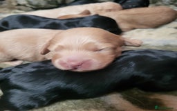 Cavapoo dogs for sale: F2 Cavapoo Gorgeous Babies!  - Image 2