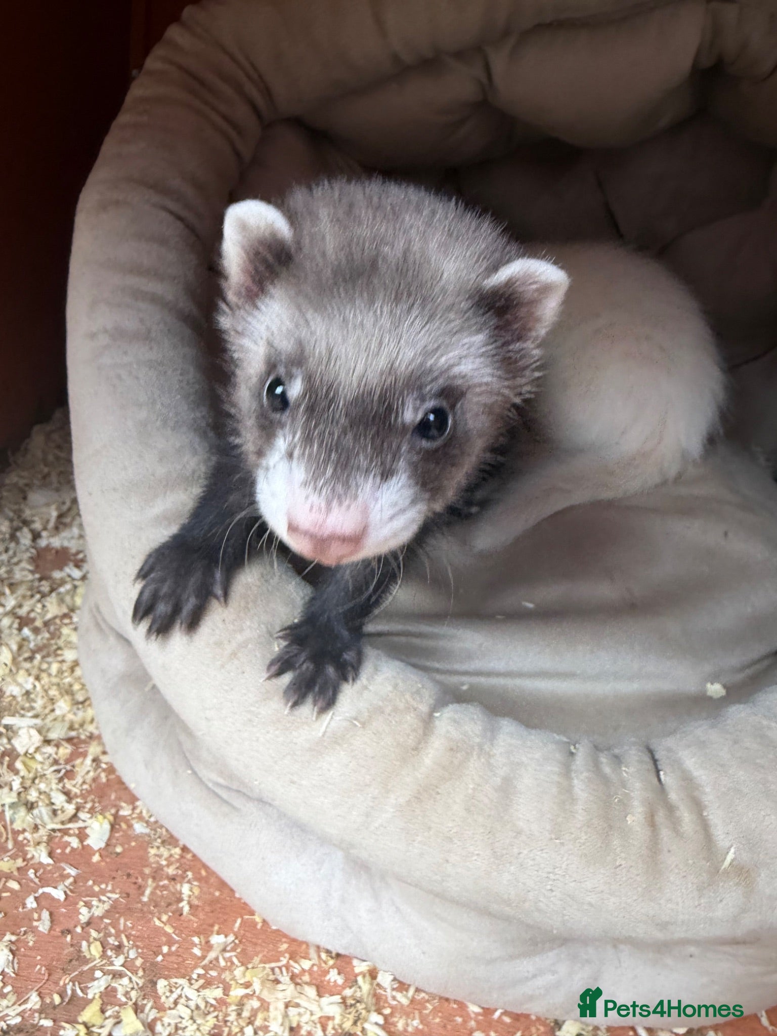 Ferret rodents 9 Gorgeous Ferret Kits - only 2 left  - Advert 2