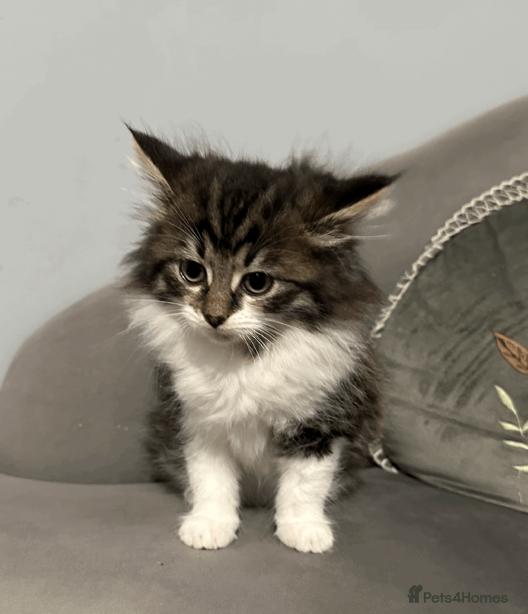 Siberian cats for sale: Siberian kitten, last girl left - Advert 4