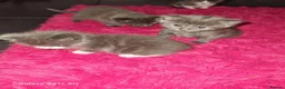Russian Blue cats for sale: Kittens for sale - Advert 4