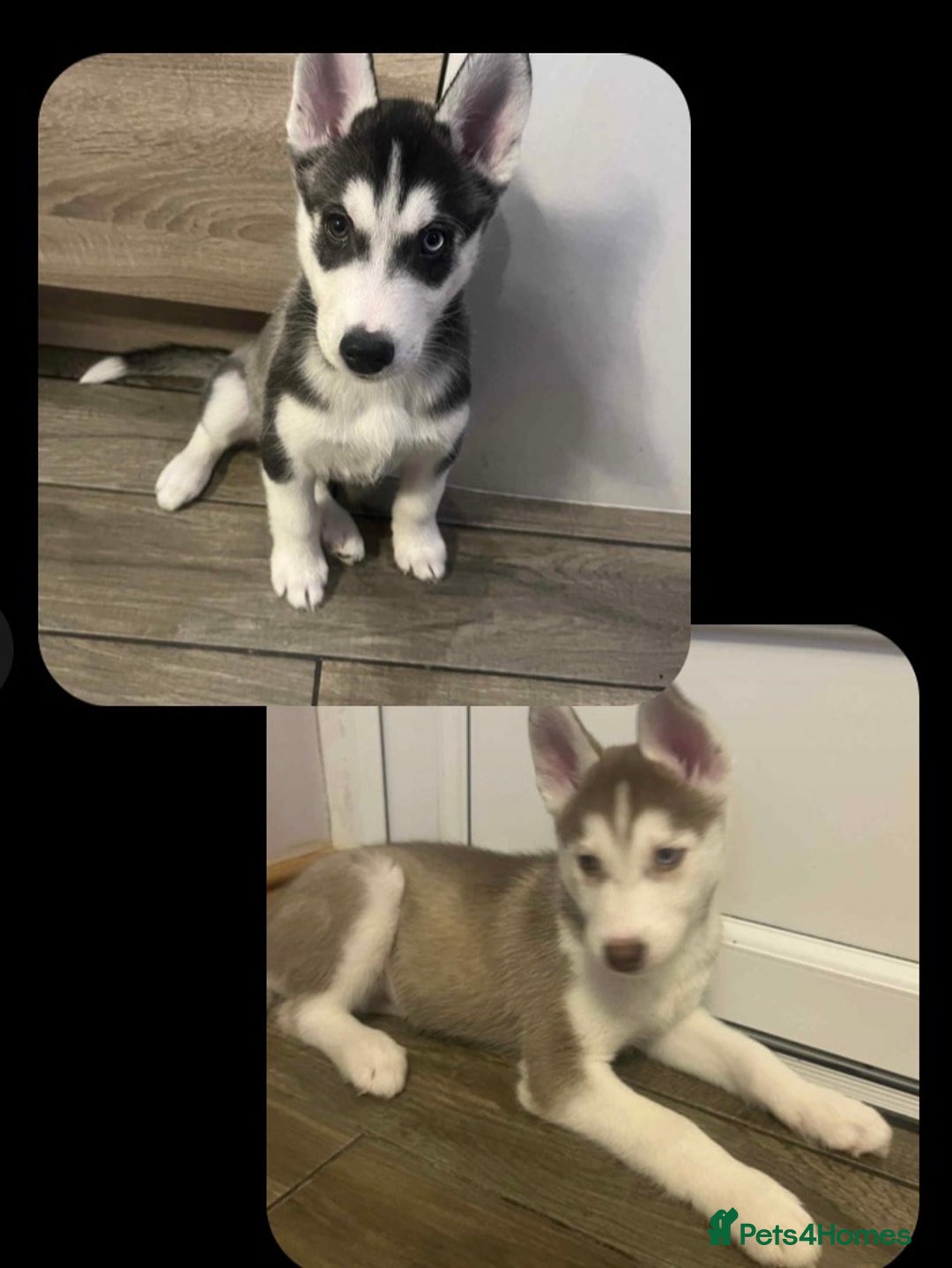 Siberian Husky dogs for sale: Siberian Husky puppies  - Advert 2