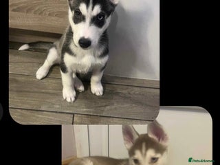 Siberian Husky dogs Siberian Husky puppies - Advert 4