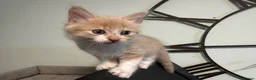 Mixed Breed cats for sale: 2 Beige and 2 Ginger kittens  - Advert 3