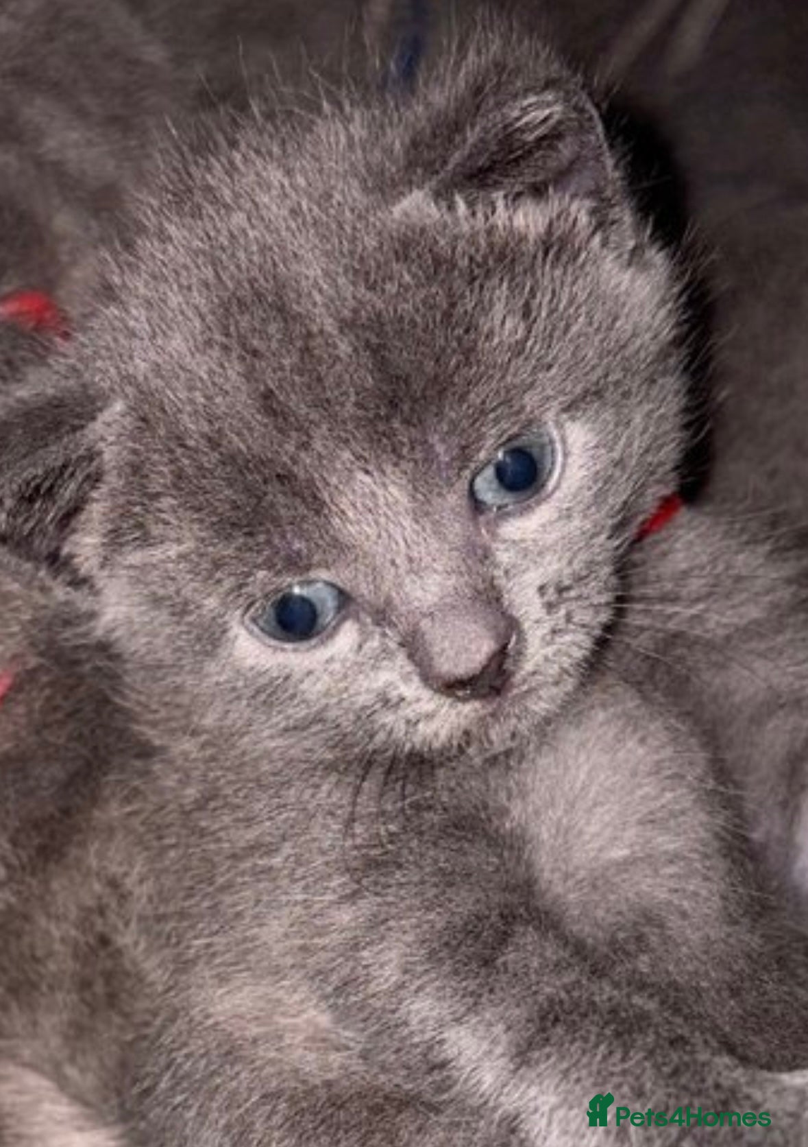 Russian Blue cats for sale: Blue Russian kittens - Advert 18