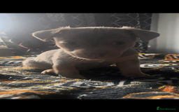 Jack Russell dogs for sale: Wenlock Jack Russell puppies  - Image 5