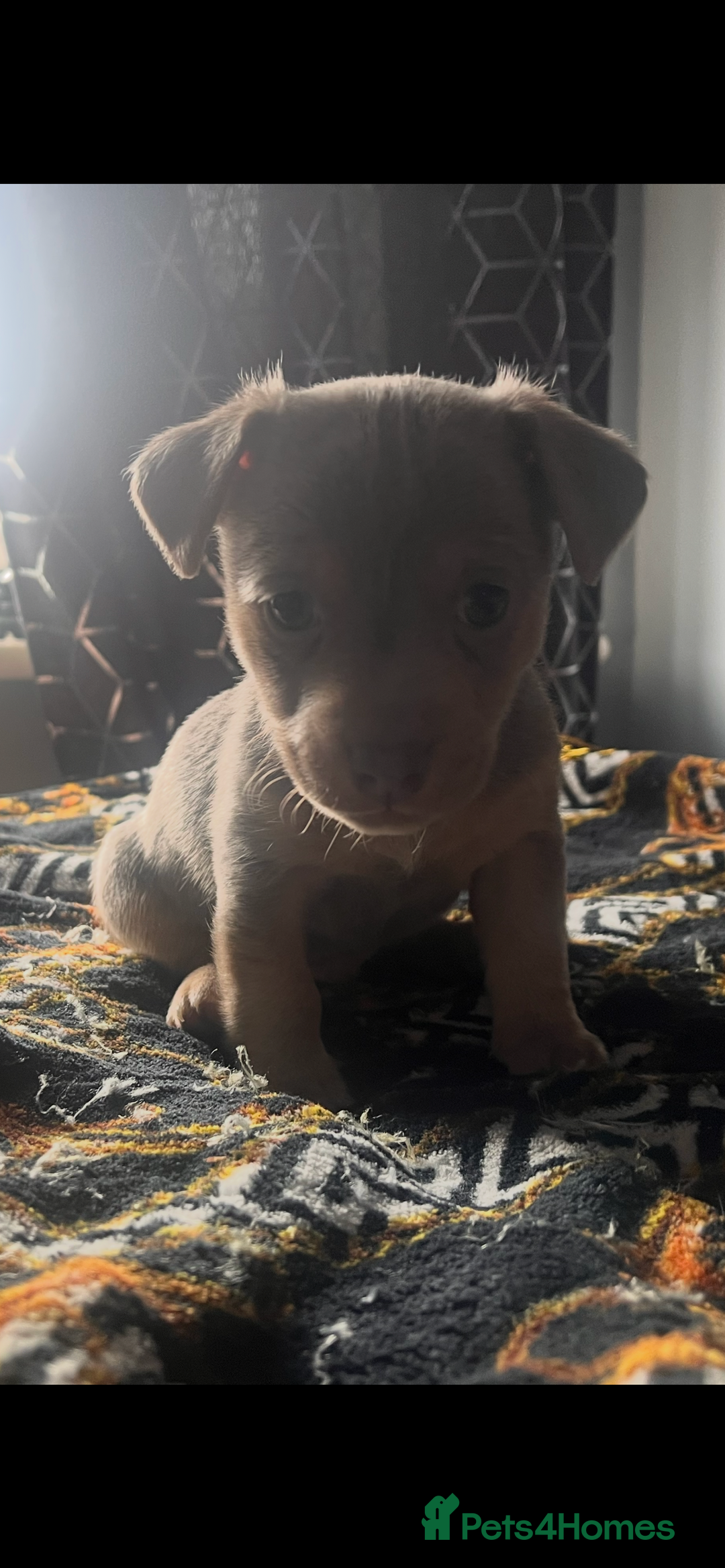 Jack Russell dogs for sale: Wenlock Jack Russell puppies  - Image 5