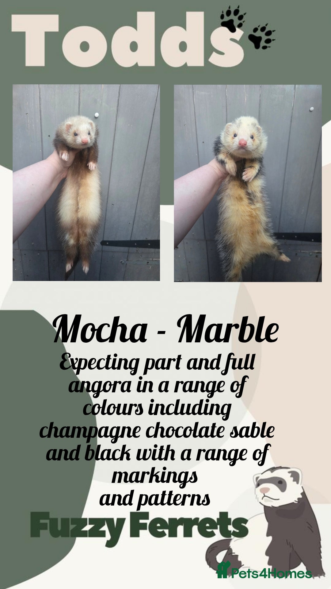 Ferret rodents Waiting list open for angora ferret kits  - Advert 2