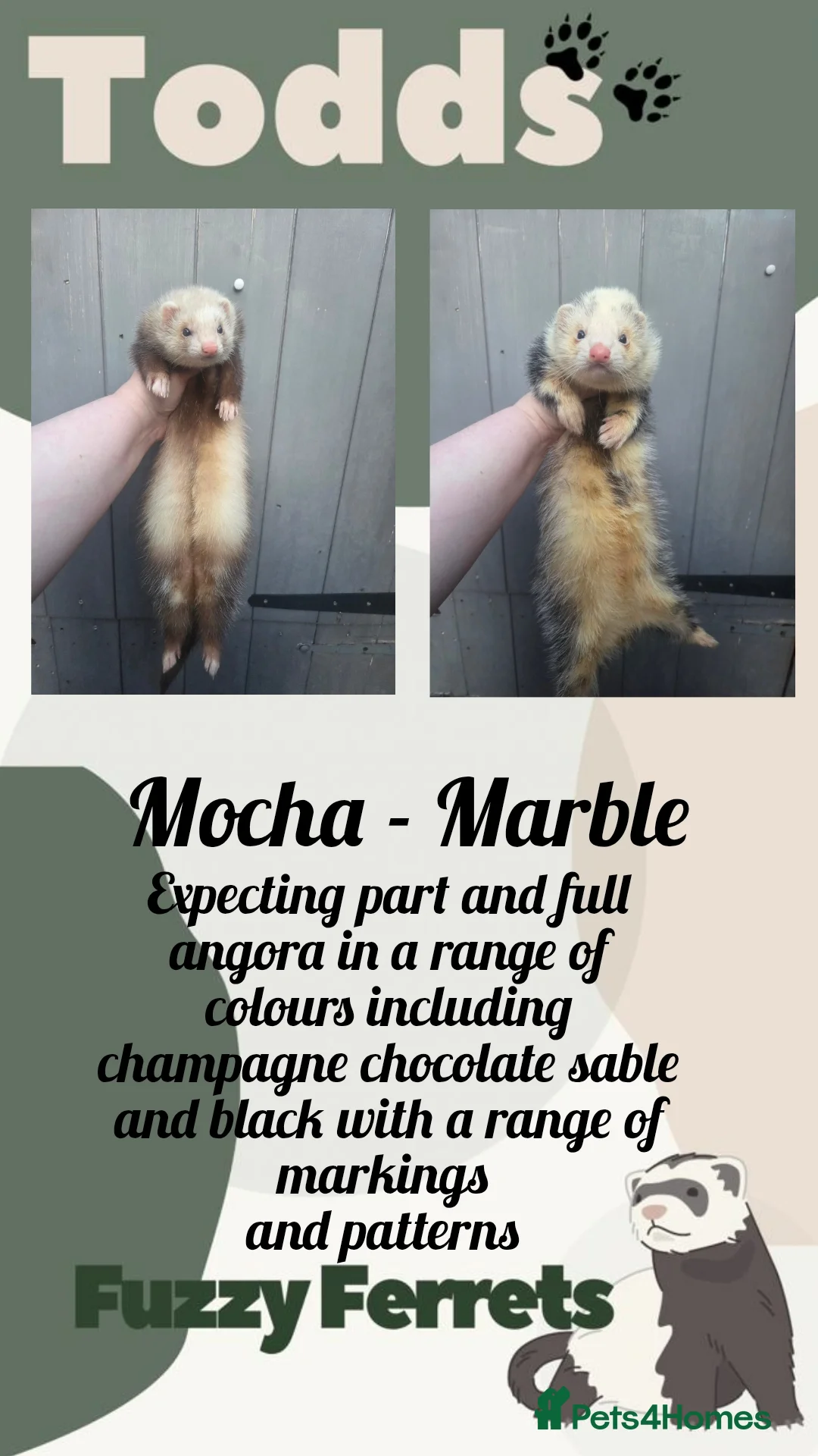 Ferret rodents for sale: Waiting list open for angora ferret kits  - Advert 2