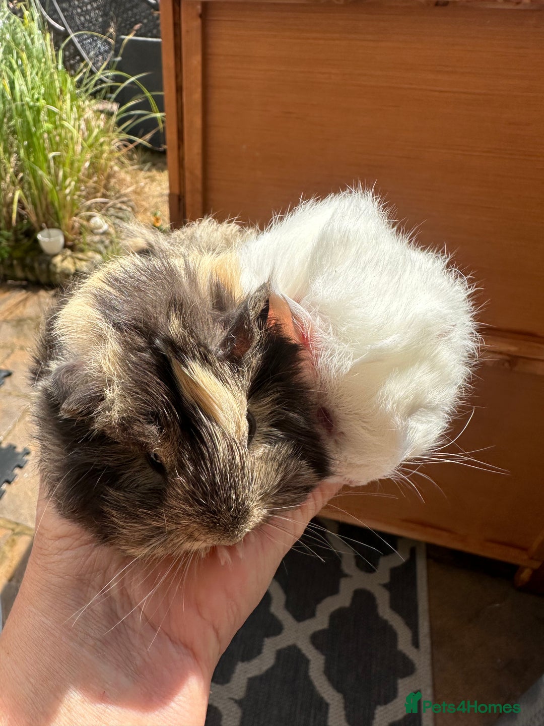 Guinea Pig rodents for sale: 2 pretty baby guinea pigs looking homes. - Image 2