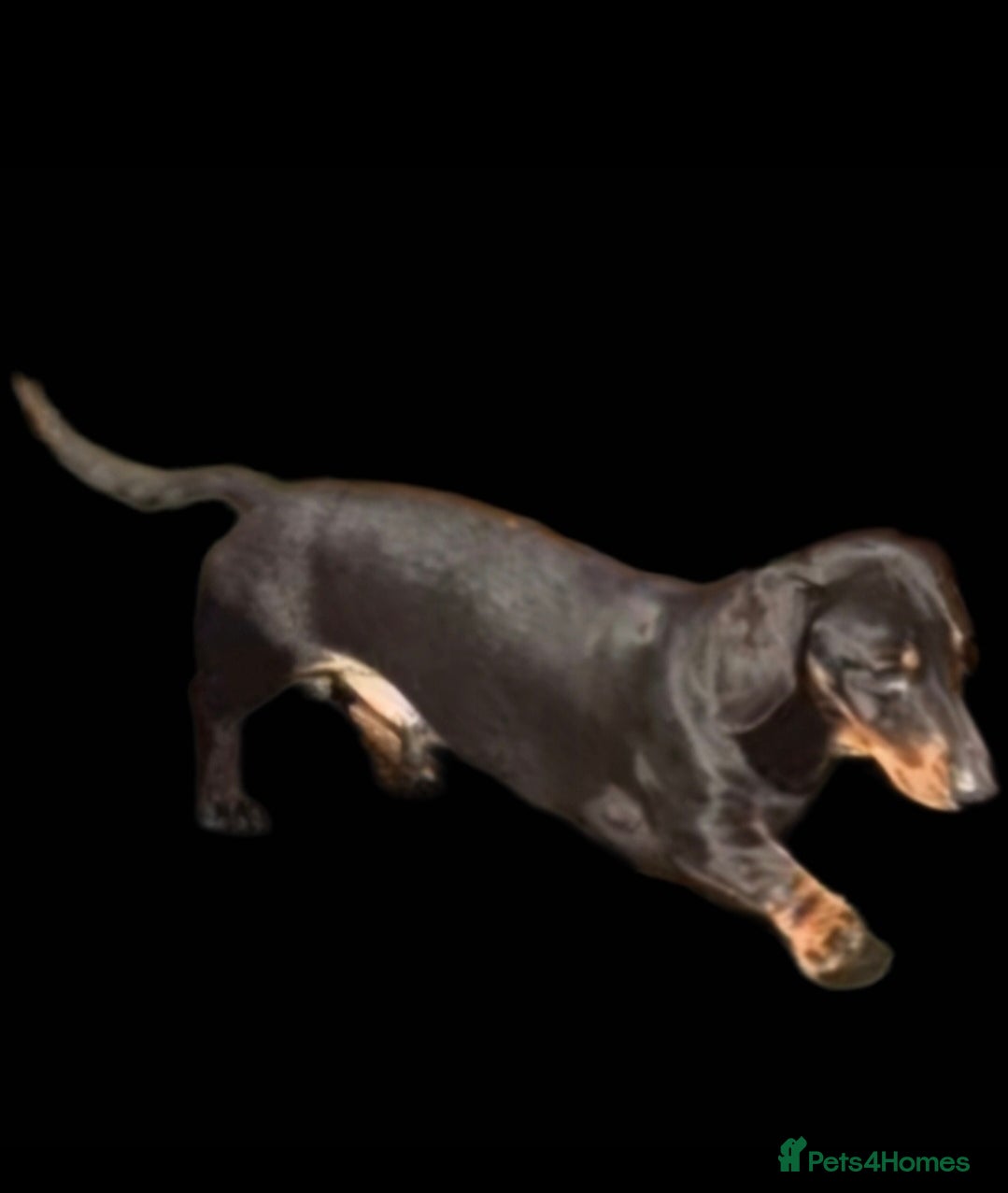 Miniature Dachshund dogs GLYNFELIN JACK MASTER FUNK miniature dachshund - Advert 8