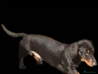 Miniature Dachshund dogs GLYNFELIN JACK MASTER FUNK miniature dachshund - Advert 8