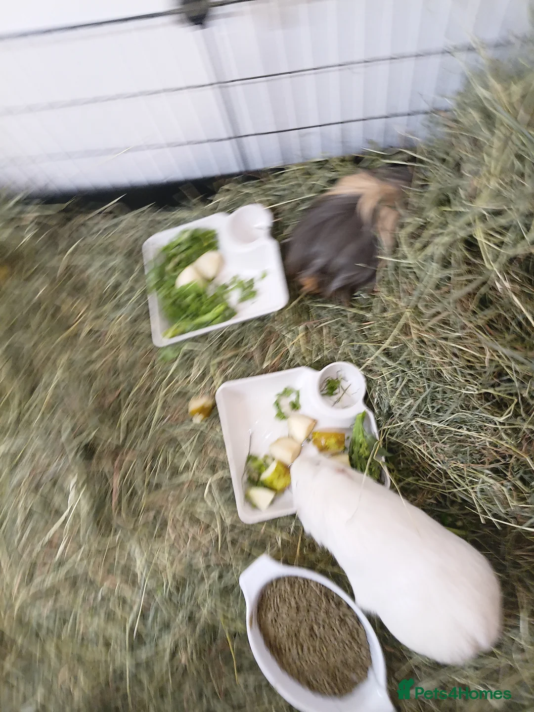 Guinea Pig rodents for sale: 4 Guinea Pigs in need of a new home - Advert 2