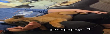 Belgian Shepherd Dog 1