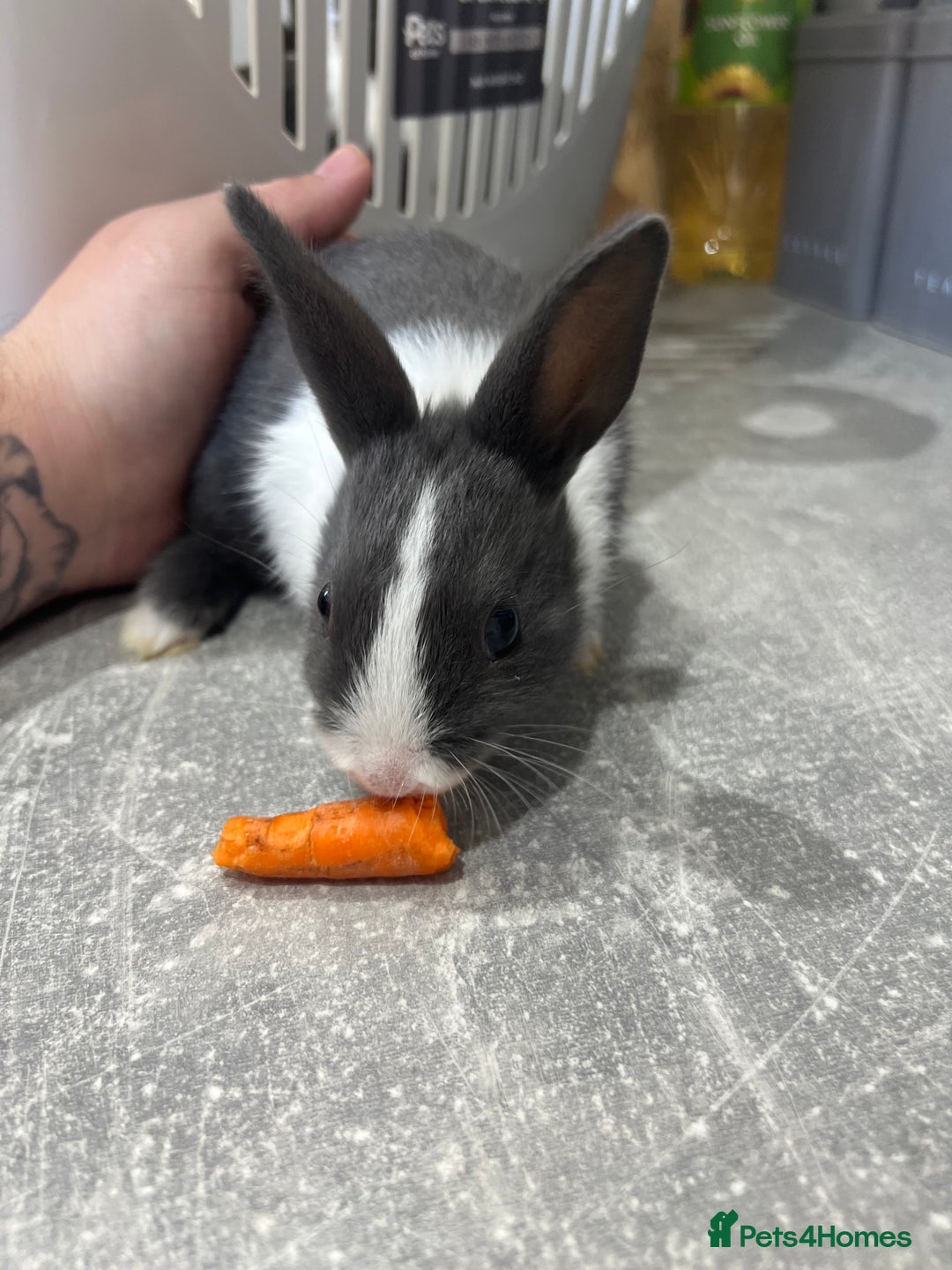 Dutch rabbits for sale: Dutch bunnies  - Advert 4