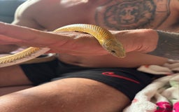 Corn Snake reptiles for sale: Female Yellow beautiful corn snake  - Image 1
