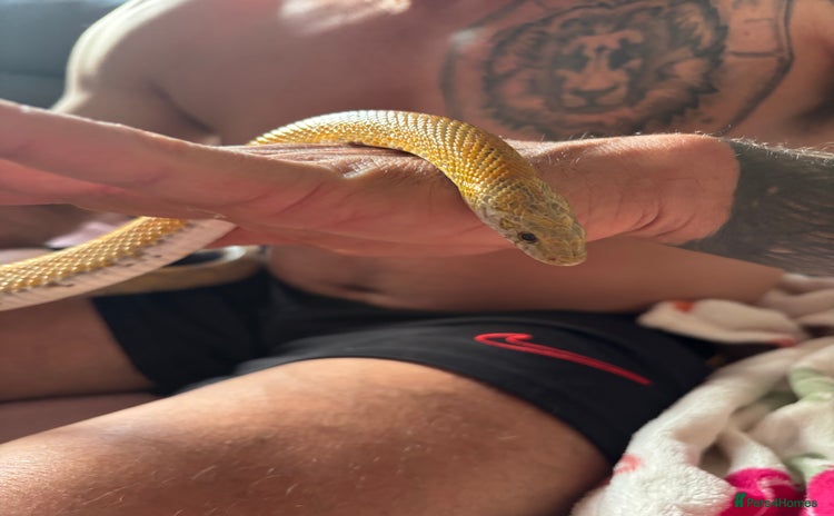 Corn Snake reptiles - Advert 11