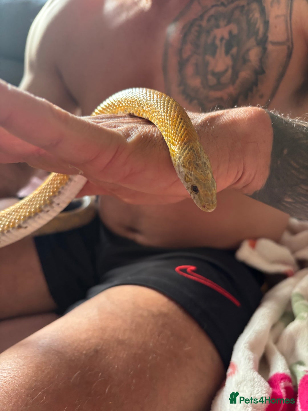 Corn Snake reptiles for sale: Female Yellow beautiful corn snake  - Image 1