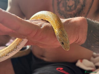 Corn Snake reptiles - Advert 2