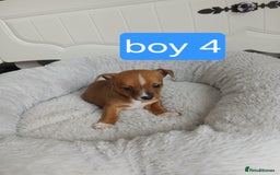Chihuahua dogs for sale: Gorgeous chihuahua pups for sale  - Image 4