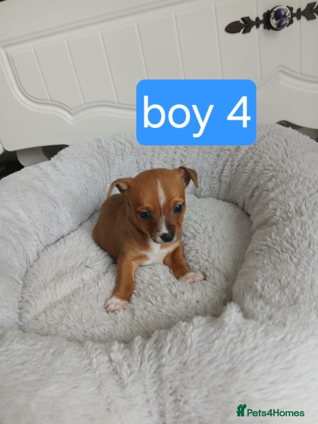 Chihuahua dogs for sale: Gorgeous chihuahua pups for sale  - Image 4