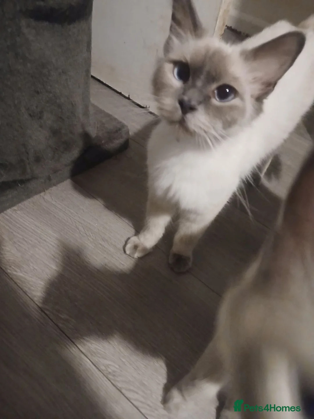 Ragdoll cats for sale: Stunning balls of fluff, beautiful Ragdoll kittens - Advert 6