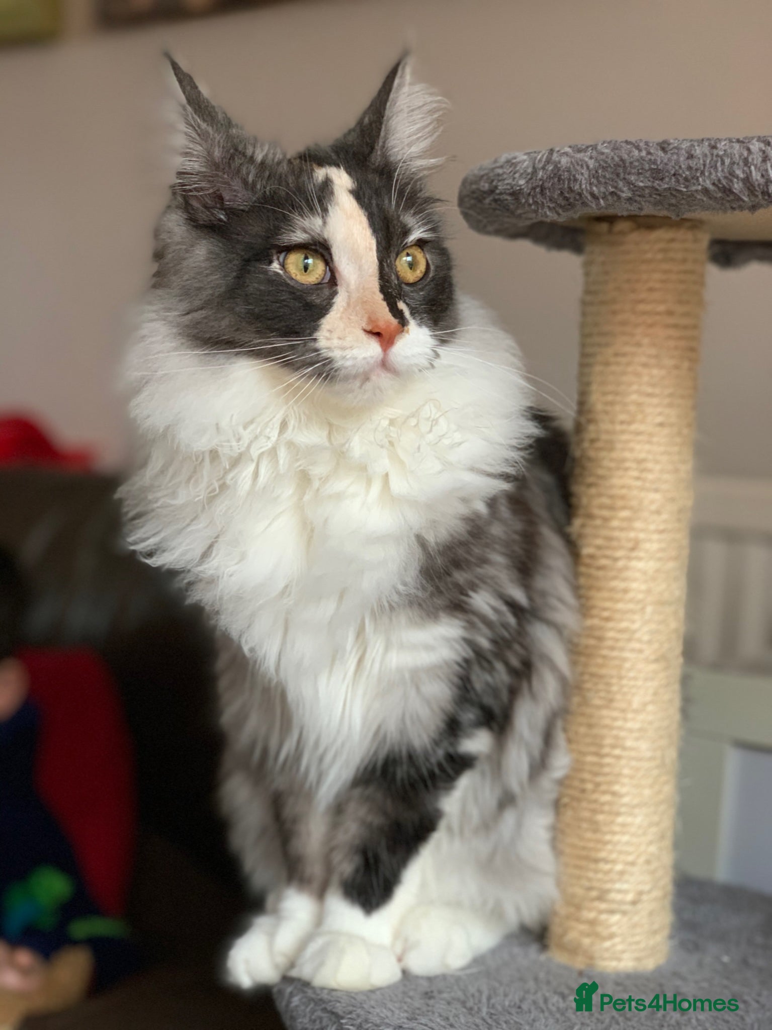Maine Coon cats for sale: Male Maine Coon Pedigree Kitten. GCCF. Red Smoke - Advert 11