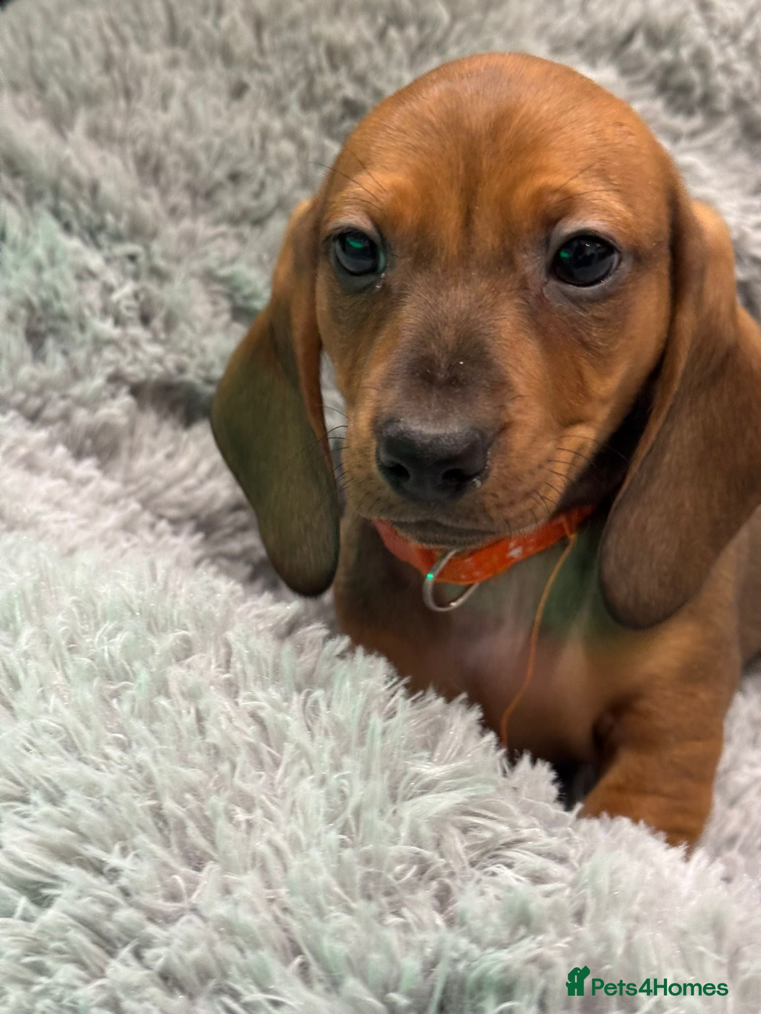 Dachshund dogs Ready to leave!! 2 Standard Dachshund Puppies - Advert 3