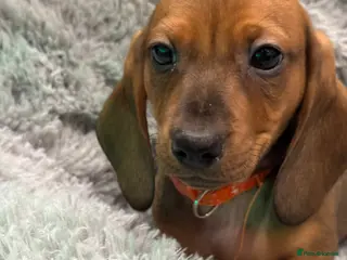 Dachshund dogs Ready to leave!! 2 Standard Dachshund Puppies - Advert 3