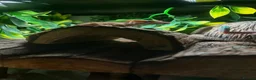 Gecko reptiles for sale: Female Harlequin Created Gecko in Aldershot - Advert 10
