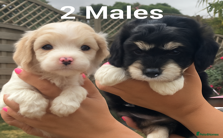 Cavapoo dogs - Advert 1
