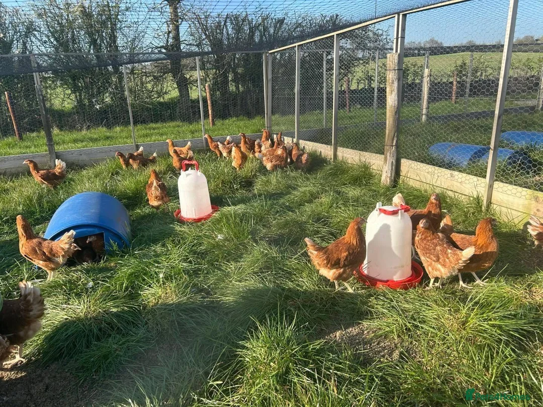 Chickens poultry for sale: Goldlines laying hens - Advert 1