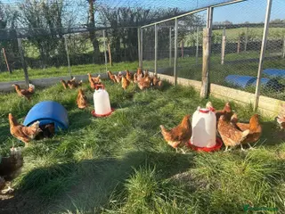 Chickens poultry Goldlines laying hens - Advert 1