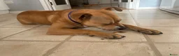 Mixed Breed dogs for sale: Bella the Staffy cross in Wantage - Advert 2