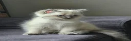 Ragdoll cats for sale: Ragdoll kitten  - Advert 4
