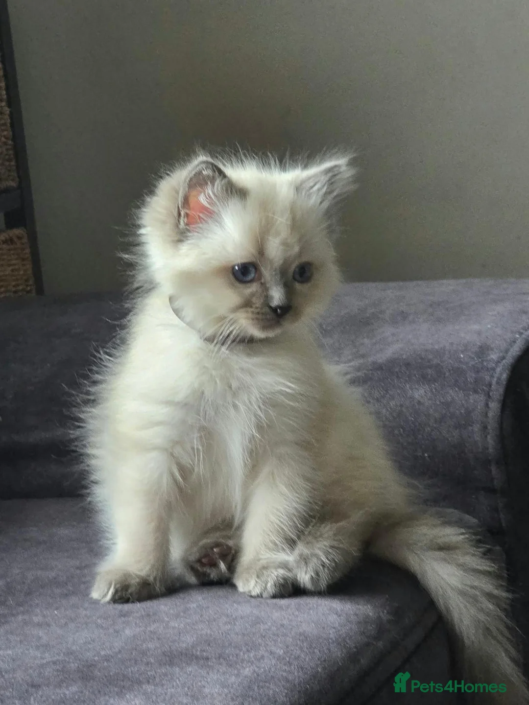 Ragdoll cats for sale: Ragdoll kitten  - Advert 4