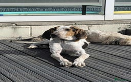 Mixed Breed dogs for adoption: Young Sabueso Hound Henry looking for a new home - Image 1