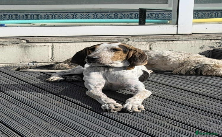 Mixed Breed dogs - Advert 1