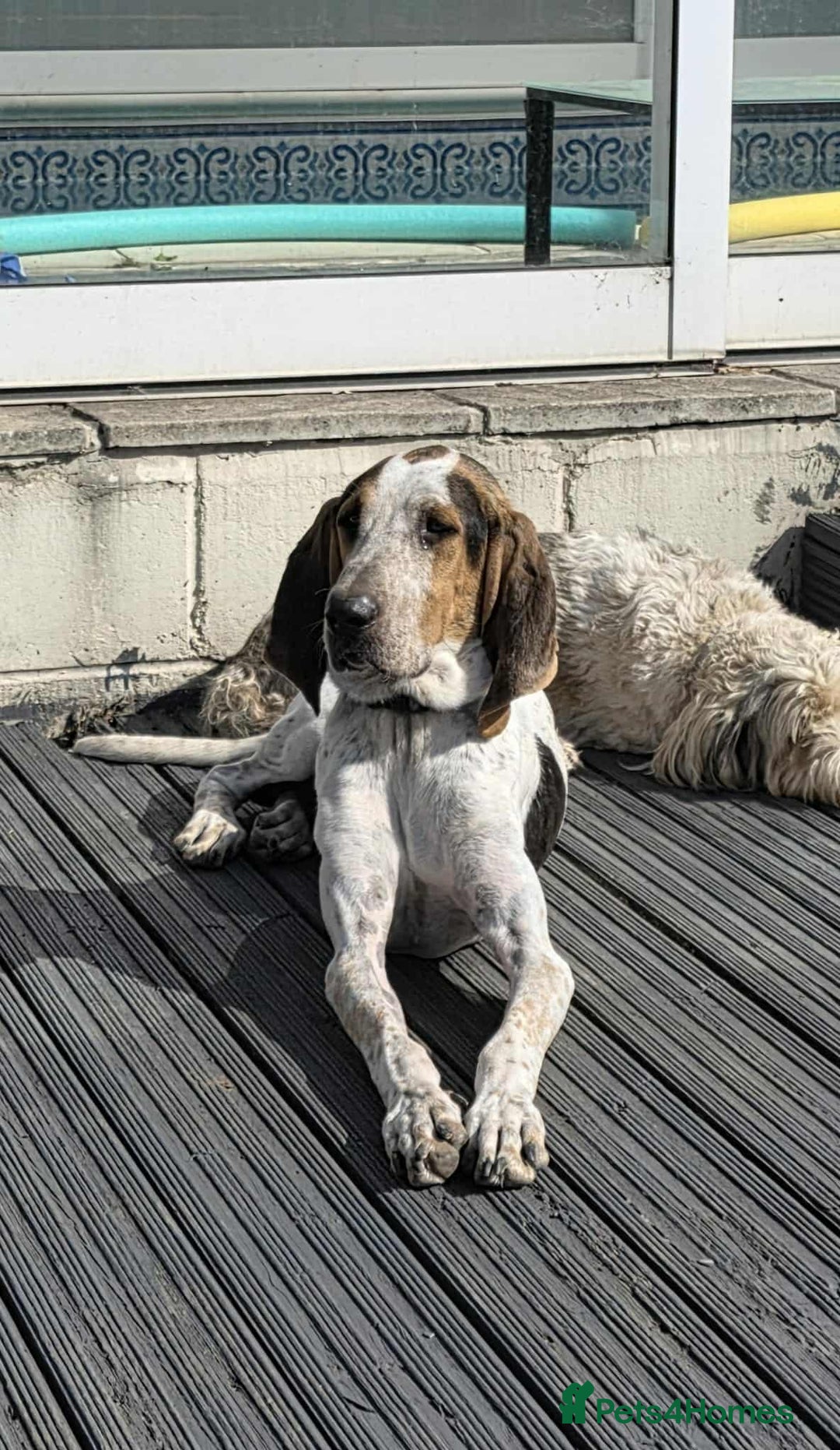 Mixed Breed dogs for adoption: Young Sabueso Hound Henry looking for a new home - Image 1
