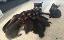 Domestic Shorthair cats for sale: 7 beautiful kittens!!!🐈‍⬛🐈‍⬛🐈‍⬛ - Image 2