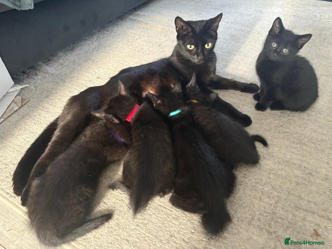 Domestic Shorthair cats for sale: 7 beautiful kittens!!!🐈‍⬛🐈‍⬛🐈‍⬛ - Image 2