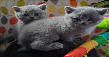 British Shorthair cats - Advert 7