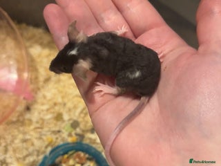 Mouse rodents Males and females fancy mice - Advert 1