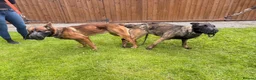 Belgian Shepherd Dog dogs for sale:  Belgian Malinois KC Bloodline Puppies - Advert 2