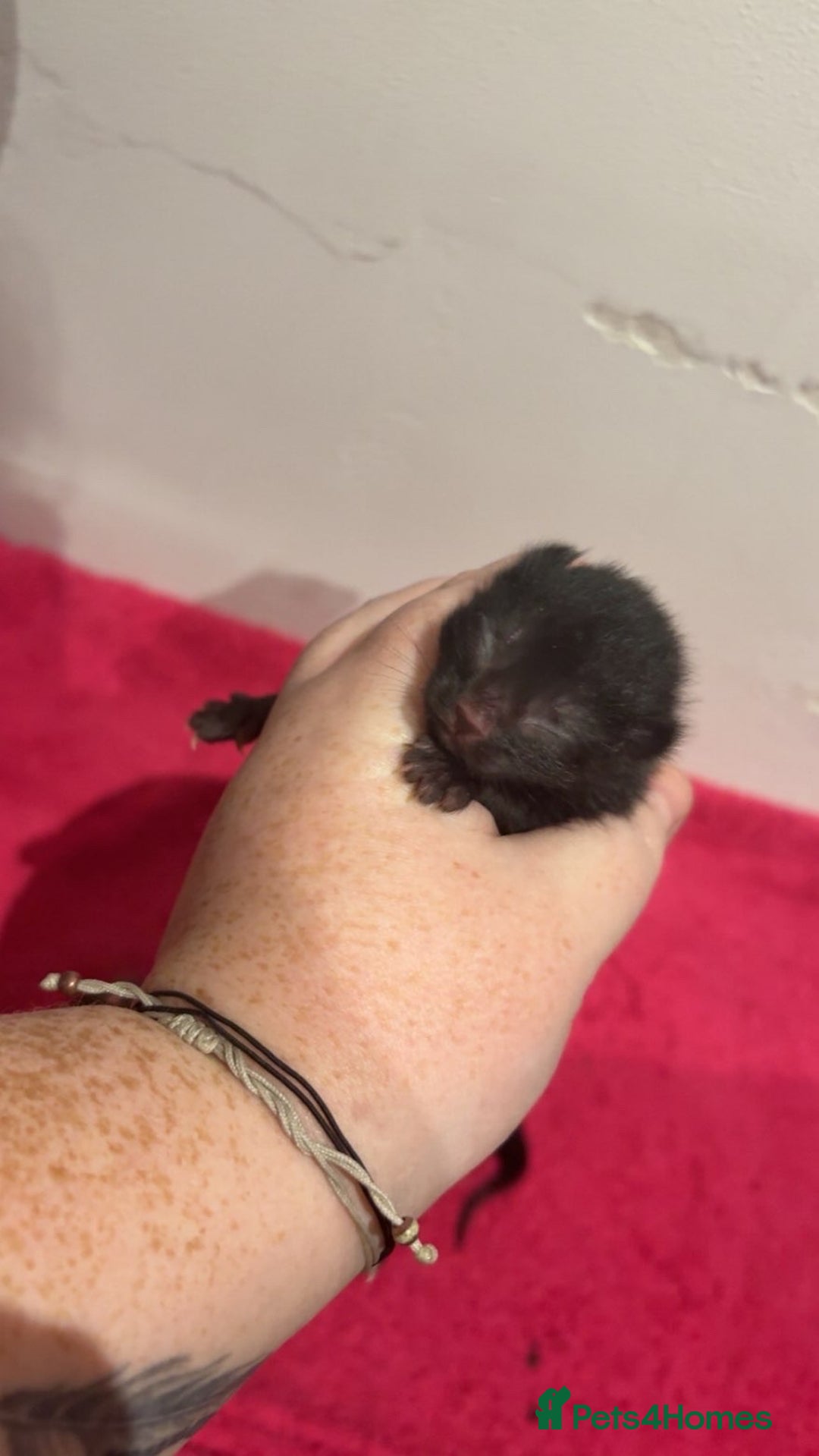 Mixed Breed cats for sale: 3 kittens 2 girls 1 boy  - Advert 3