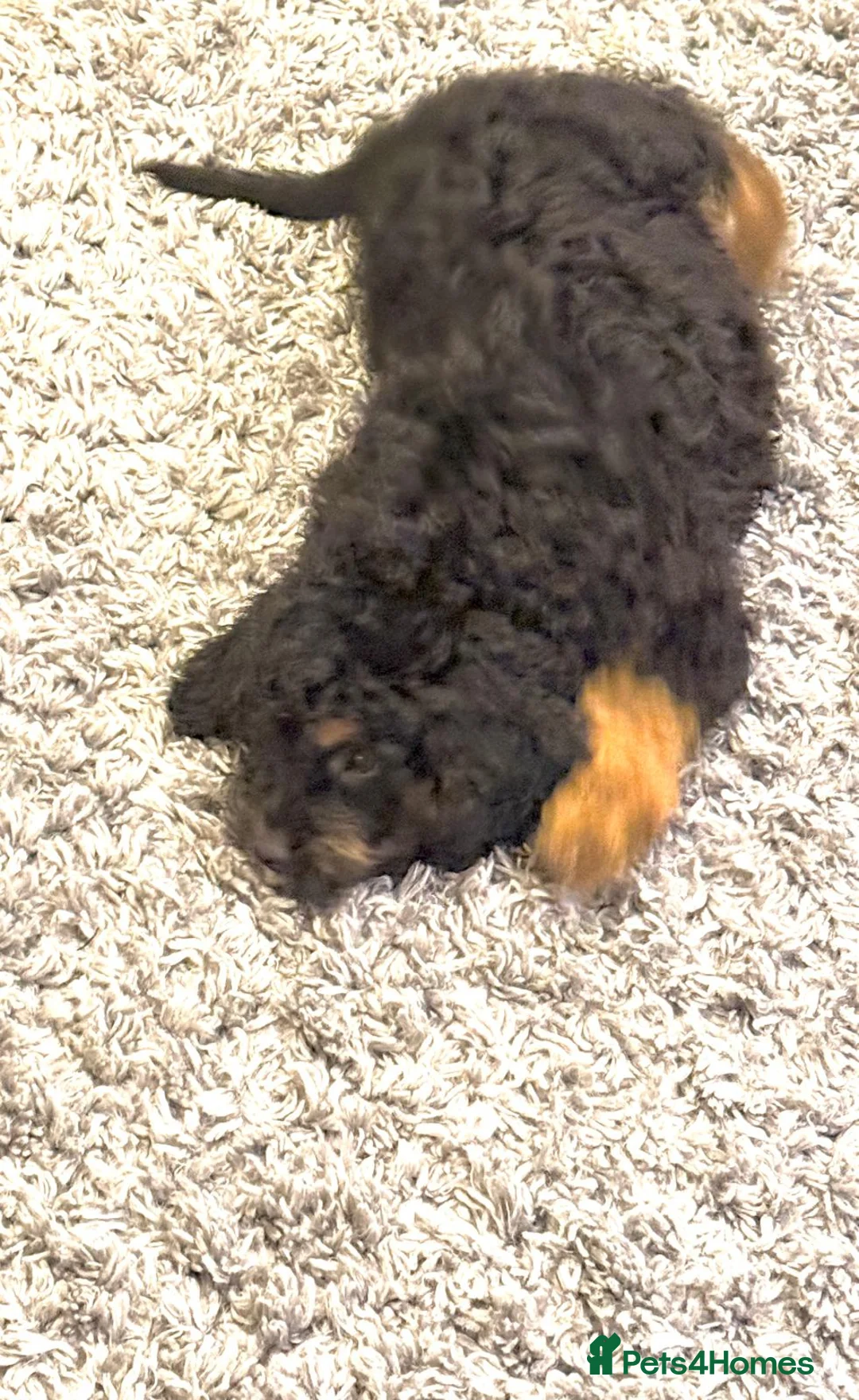 Bernedoodle dogs for sale: Beautiful Toy Bermedoodle puppies - Advert 9