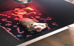 American Bully dogs for sale: Beautiful Micro bully pups - Image 8