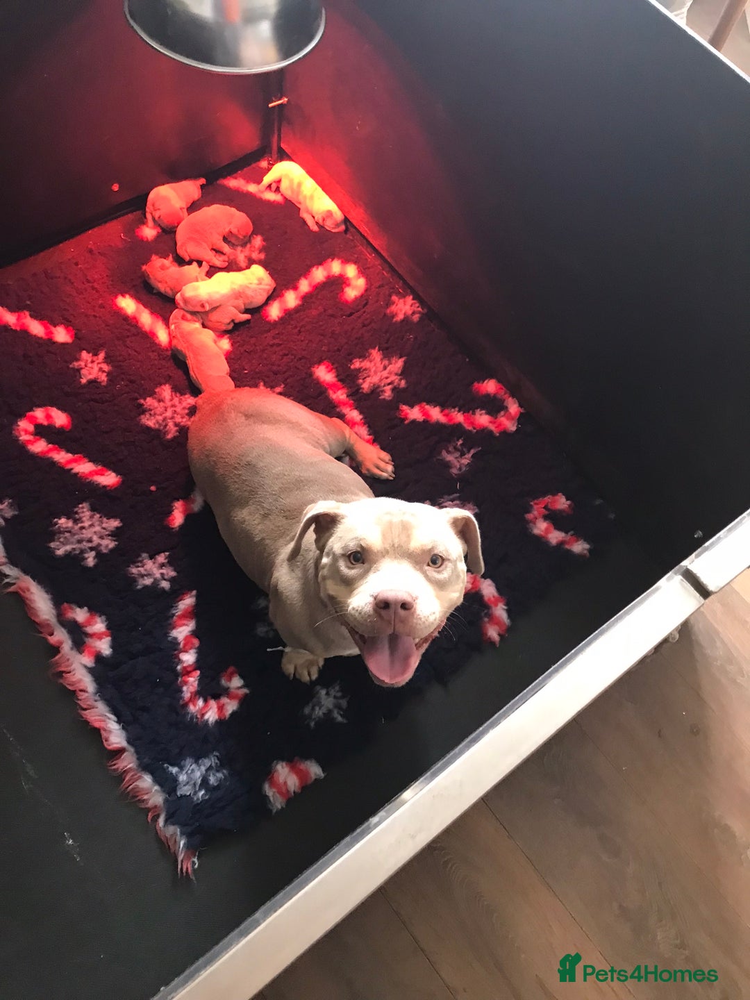American Bully dogs for sale: Beautiful Micro bully pups - Image 8