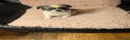 Chihuahua dogs for sale: Lovely tiny chihuahua puppies for sale  - Advert 26